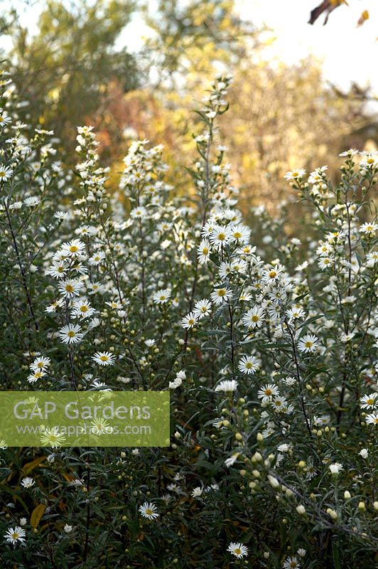 Aster laevis 'White Climax'