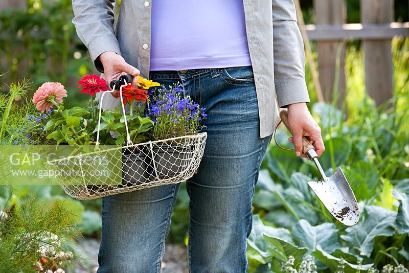 Woman with wire basket of flower seedlings. Zinnia 'Thumbelina', Lobelia erinus