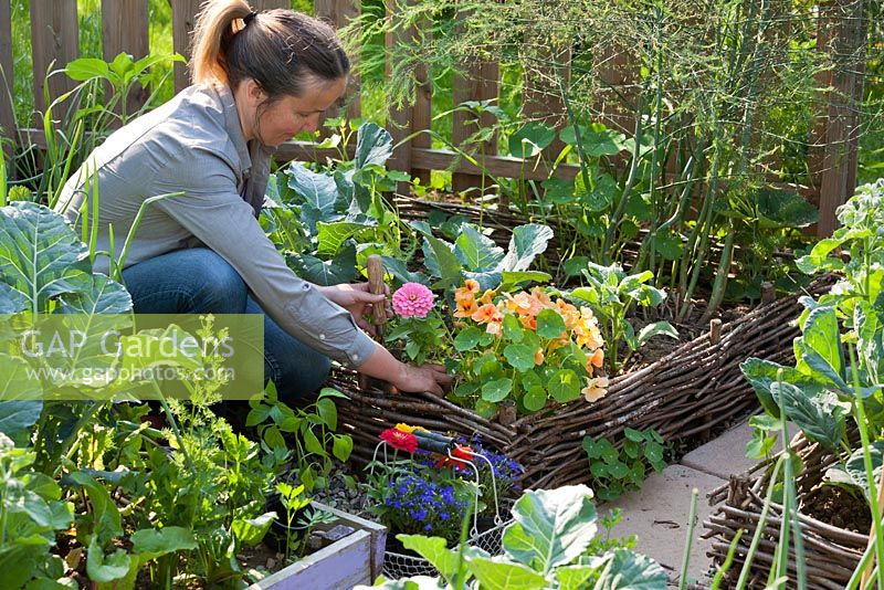 Woman planting Zinnia thumbelina in wicker raised bed.