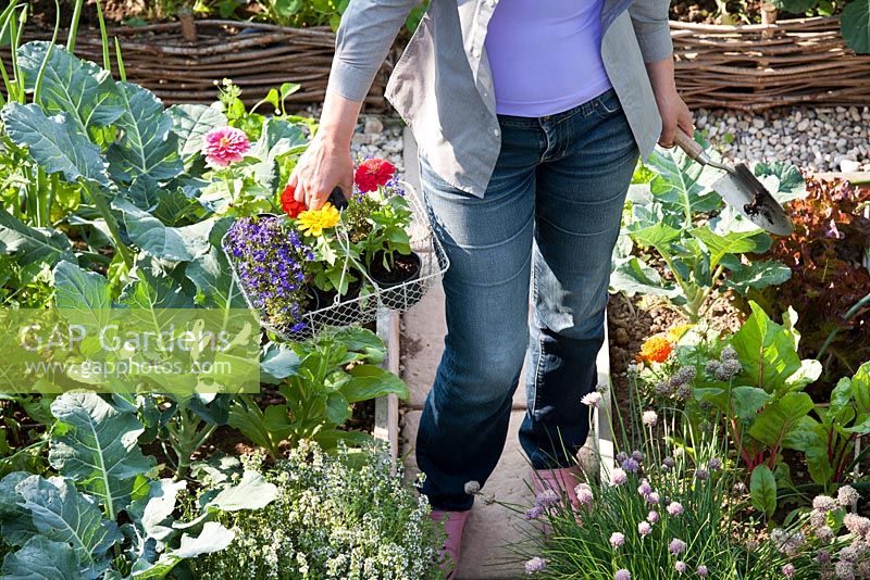 Woman with wire basket of flower seedlings. Zinnia 'Thumbelina', Lobelia erinus