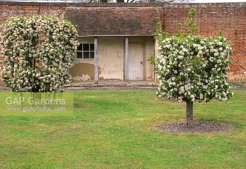 Malus trees - Apple 'James Grieve' trained as a goblet and apple 'Sunset' trained as a 'barrel', april view to porch and wall, hatton fruit garden, east malling kent