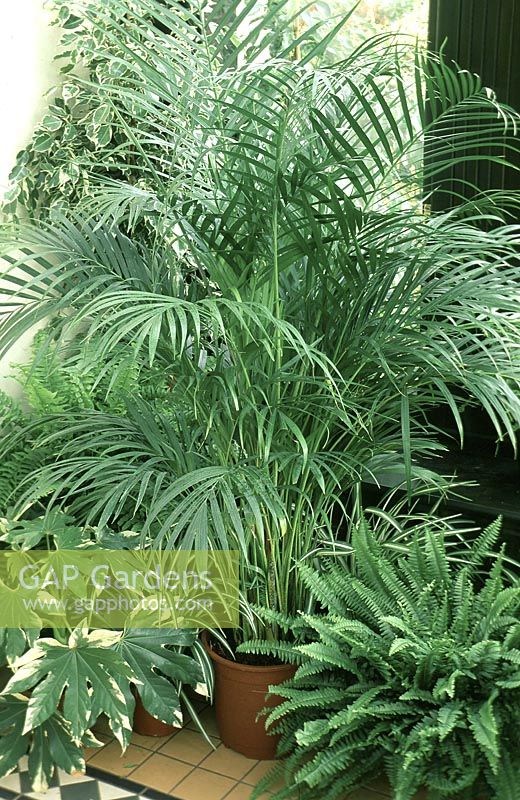 Group of containers with Chrysalidocarpus lutescens, Nephrolepsis exaltata botsoniensis, Fatsia japonica, Ficus benjamina 'variegata' 