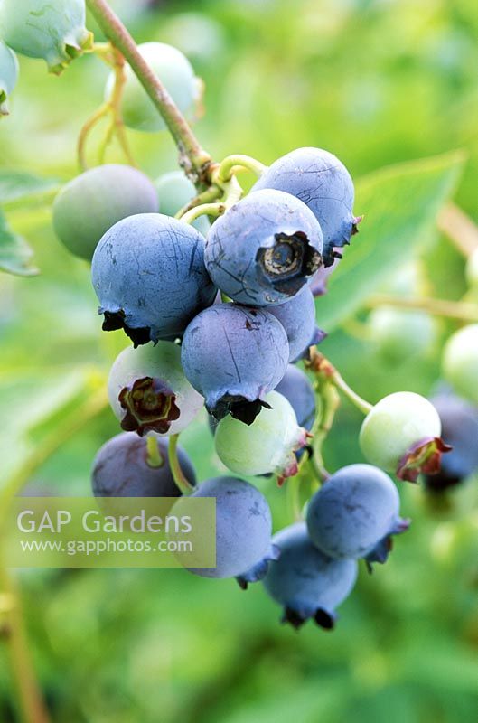 Vaccinium corymbosum 'Bluejay' 