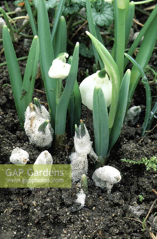 Botrytis galanthina - Snowdrop grey mould on Galanthus nivalis 'Flore-plena', February