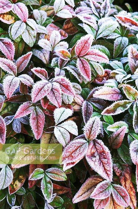 Nandina domestica 'Firepower', autumn leaf colour, covered by frost