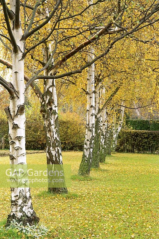Betula pendula - silver birches in formal line in lawn, autumn, November