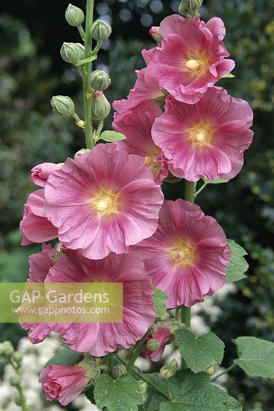 Alcea rosea - Hollyhock, July