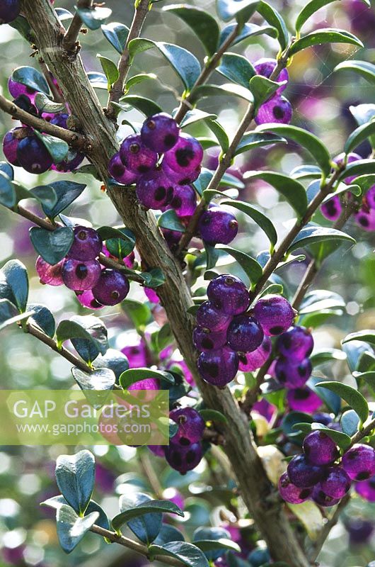 Lonicera nitida 'Fertilis', close up of purple berries