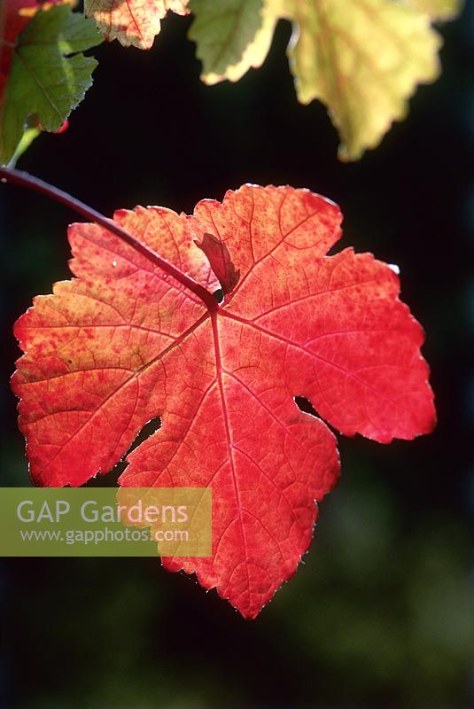 Vitis vinifera purpurea, ornamental grapevine, close up of autumn leaf, October