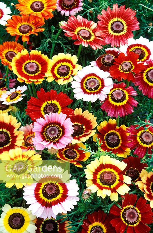 Chrysanthemum carinatum syn. Tricolor mixed - Painted daisies, September