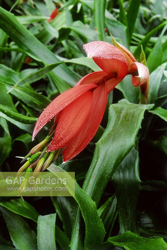 Billbergia x windii - Angel's Tears, in flower, March