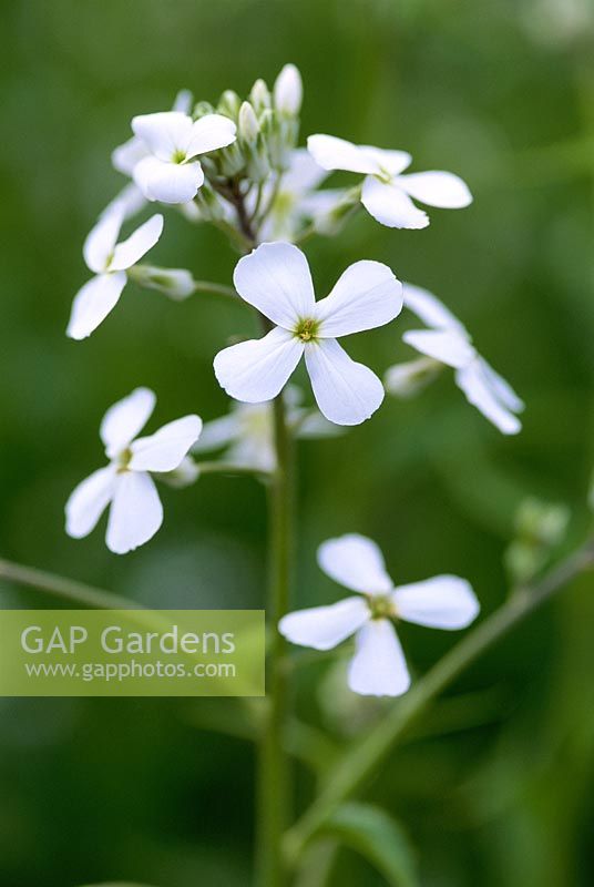 Hesperis matronalis var. albiflora - Sweet rocket, white flower, May 