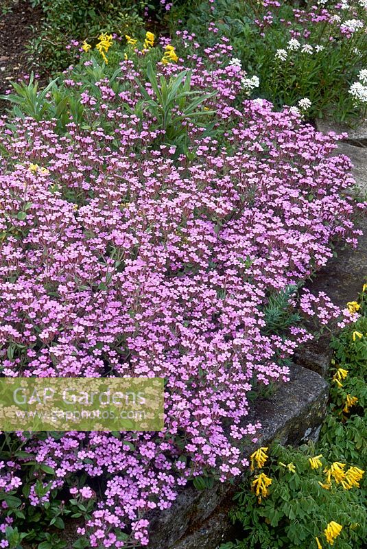 Saponaria ocymoides - Tumbling Ted, Rock Soapwort