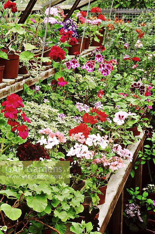 Pelargonium collection growing on bench inside greenhouse