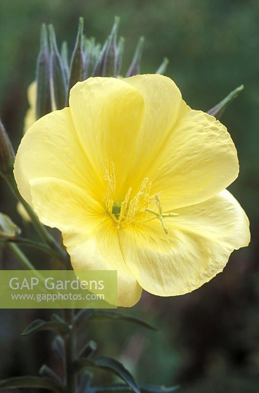 Oenothera biennis - evening primrose