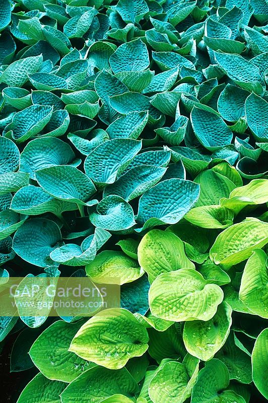 Hosta tokudana and Hosta sieboldiana 'St George's Gold' 