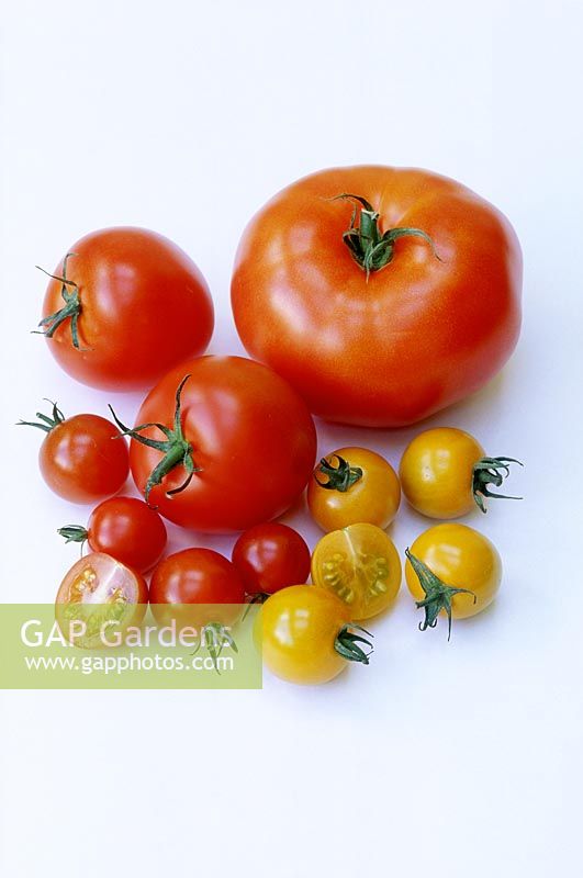 Tomatoes against white background beefsteak, ferrari, cherry and cherry sungold