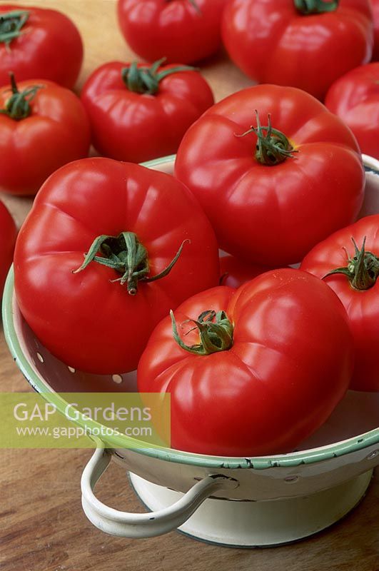 Tomato king kong no2 - beefsteak, red fruit in enamel colander