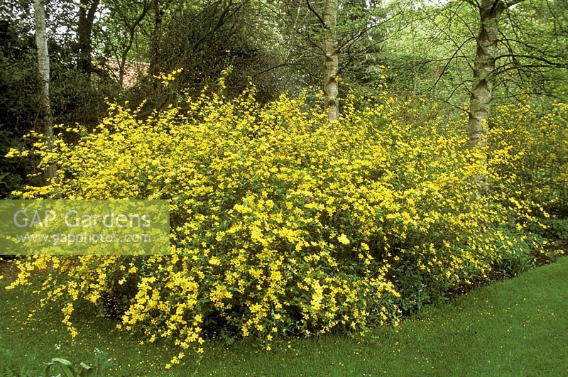 Kerria japonica 'Simplex' 