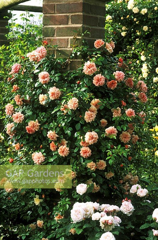 Rosa 'Paul Transon' - rambling rose