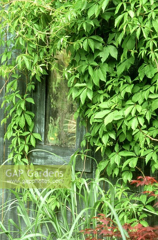 Parthenocissus quinquefolia surrounding faux mirrored window with frame