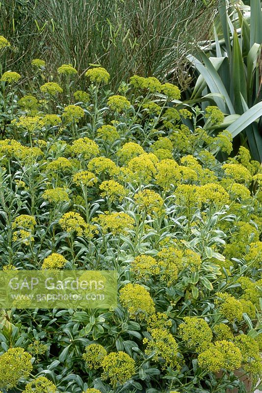 Bupleurum fruticosum 