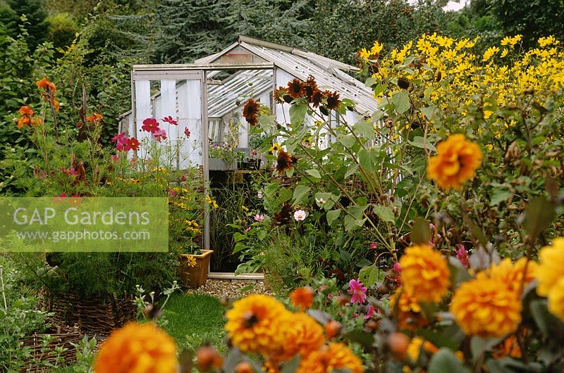 Small greenhouse with orange Dahlia 'David Howard' in foreground