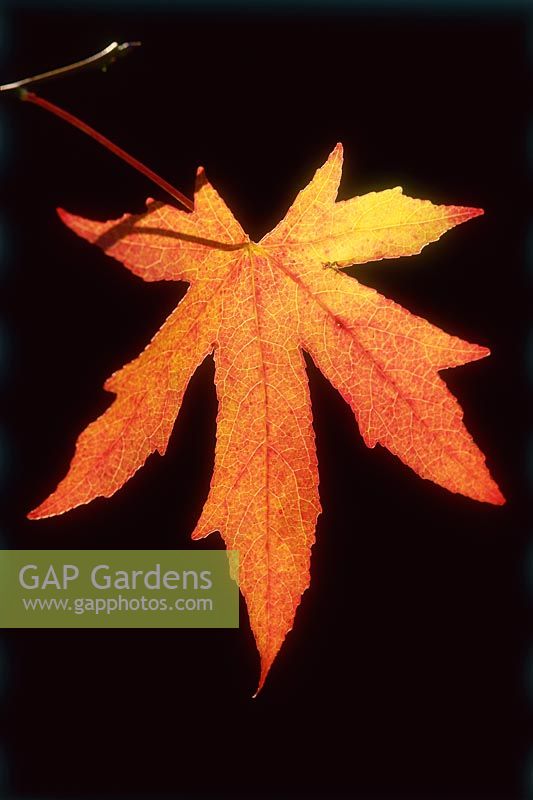 Liquidambar styraciflua 'Worplesdon', autumn leaf backlit at night, November