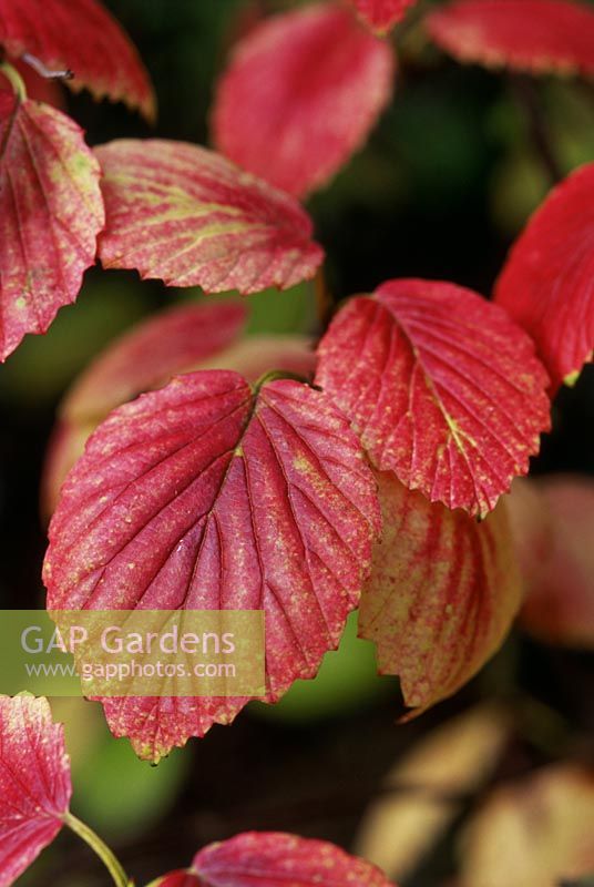 Viburnum dentatum - southern arrowhead, leaves in autumn colour, cambridge university botanical gardens, november