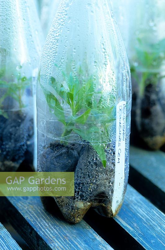 Penstemon cuttings in a clear plastic bottle