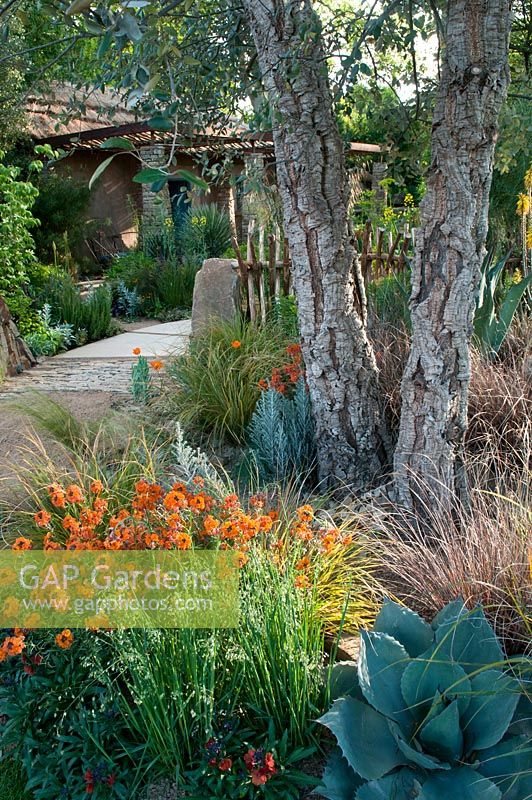 Jacqui Hurst. Sentebale - Hope in Vulnerability - with a Cork Oak, Quercus suber, underplanted with an Agave, Quaking Grass - Briza media, Erysimum 'Apricot Twist', Carex buchananii and Senecio serpens. RHS Chelsea Flower Show 2015