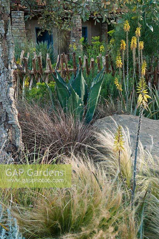 Sentebale - Hope in Vulnerability a garden inspired by the Lesotho landscape. A view to the small holding, plants include: Stipa tenuissima, Carex buchananii, Aloe vera, Kniphofia northiae and Quercus suber. 