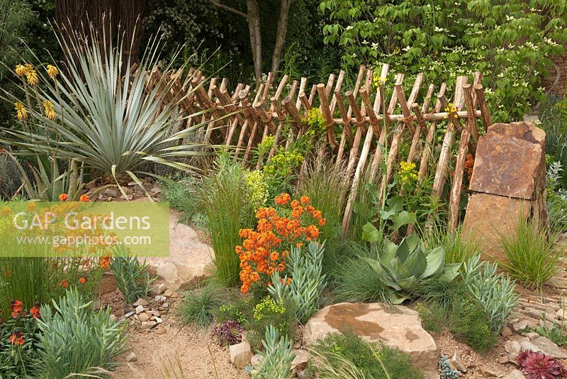 Sentebale - Hope In Vulnerability. Border with Agave, Erysimum and rustic hurdle fence