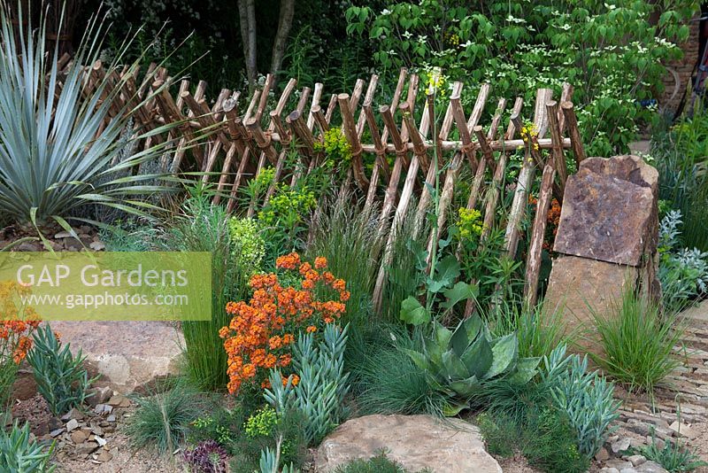 wooden fence with South African plant species.   - Sentebale - Hope in Vulnerability, RHS Chelsea Flower Show, 2015