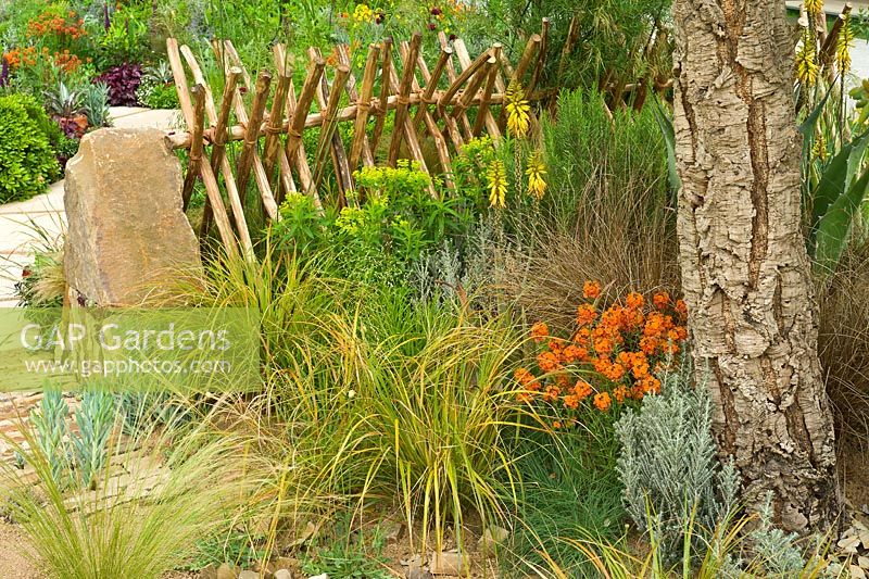 Sentebale - Hope in Vulnerability garden. Wooden hurdle fence made of peeled chestnut poles with Euphorbia, Erysimum 'Apricot Twist' and grasses