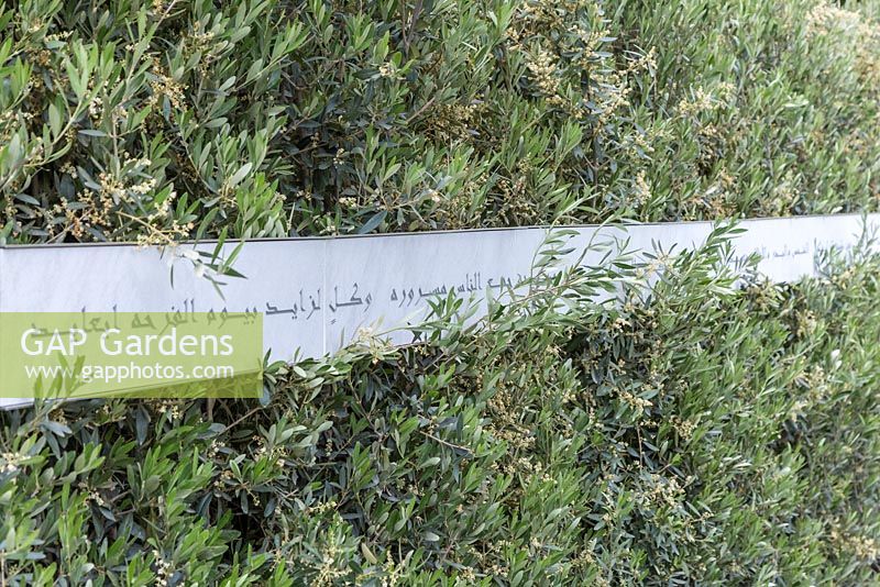 Olea europa - olive hedge with Arabic inscription running its length. Beauty of Islam. Chelsea Flower Show 2015