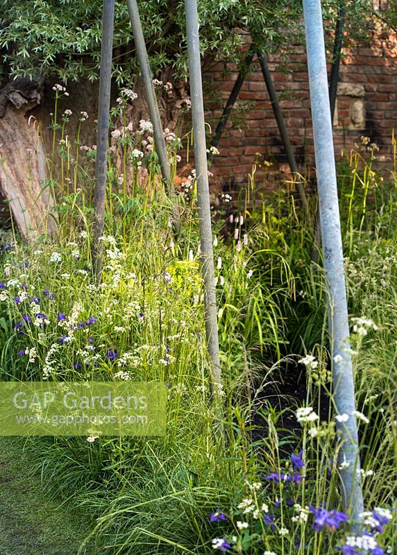 Steel poles surrounded by persicaria bistorta, Luzula nivea, Filipendula ulmaria, Deschampsia cespitosa 'Garnet Schist', Valeriana officinalis. The Living Legacy Garden, Chelsea Flower Show 2015