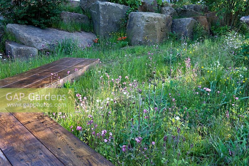 The Laurent-Perrier Chatsworth Garden. Naturalistic recreation of Trout stream and Paxton's rockery. Sunlight through meadow planting red and white campion, Cirsium. Wooden walkway.
