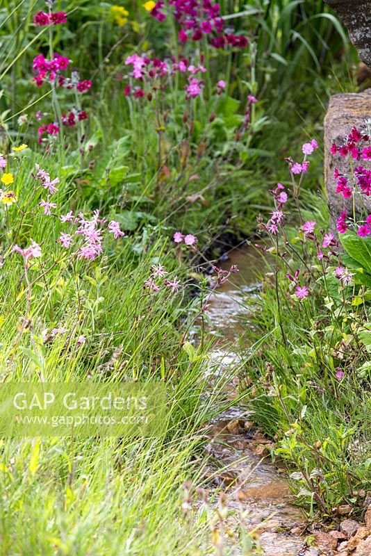 Laurent-Perrier Chatsworth Garden, Detail of the Trout Stream, featuring candelabra primulas Primula pulverulenta and ragger robin - Lycnis flos-cuculi