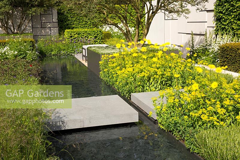 The Telegraph Garden - concrete stepping stone over water rill, with planting of Doronicum x excelsum 'Harpur Crewe' and Euphorbia polychroma, Carpinus betulus - Hornbeam hedge and multi stemmed Osmanthus x burkwoodii