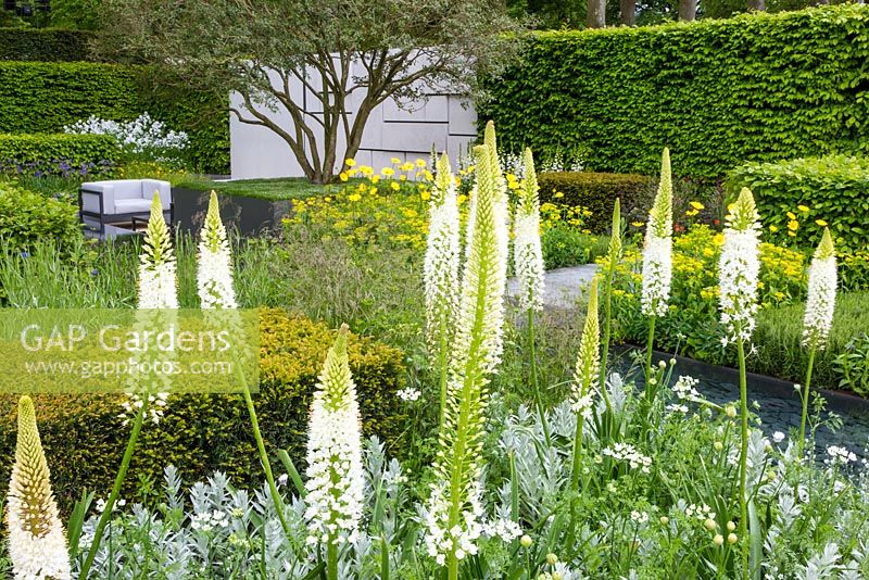 The Telegraph Garden. White Eremurus with Artemisia and Orlaya grandiflora in front of clipped geometrical yew hedges - Taxus baccata. In the background, the yellow planting features Doronicum x excelsum 'Harpur Crewe'. 