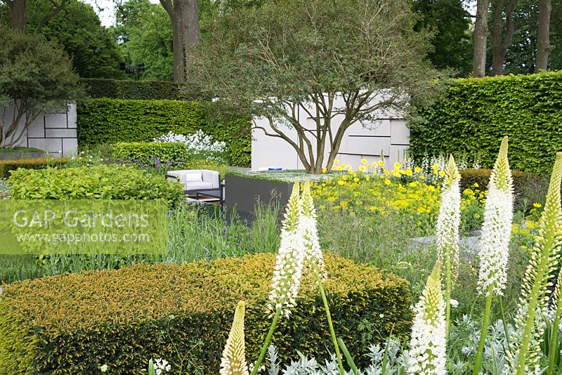 The Telegraph Garden - Eremurus in foregound with Taxus baccata hedging, Osmanthus x burkwoodii tree underplanted with Chondrus crispus - Irish Moss