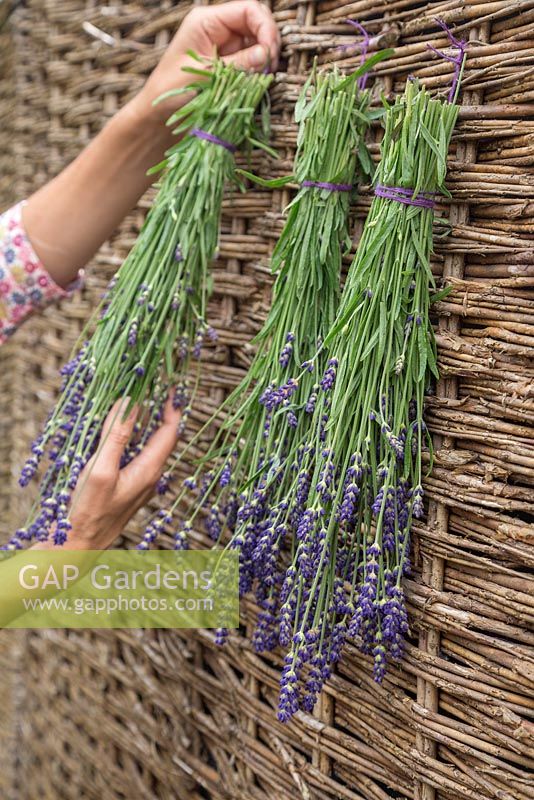 Hanging out Lavandula angustifolia 'Hidcote' to dry