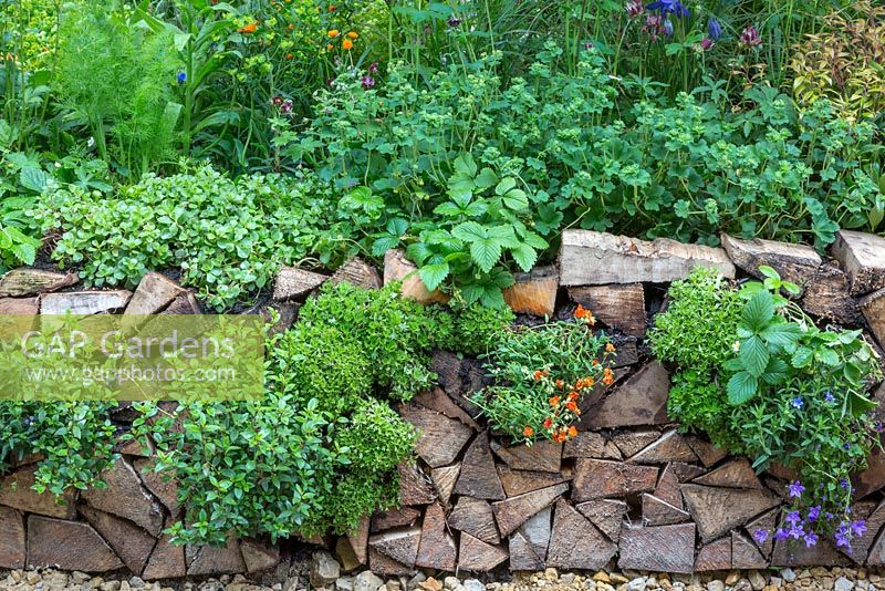 The Trugmaker's Garden.  Detail of front retaining wall made of stacked logs. Plants include Alchemilla mollis, Geum 'Totally Tangerine', Foeniculum vulgare, strawberries, Campanula poscharskyana,  Lithodora 'Heavenly blue'. RHS Chelsea Flower Show 2015