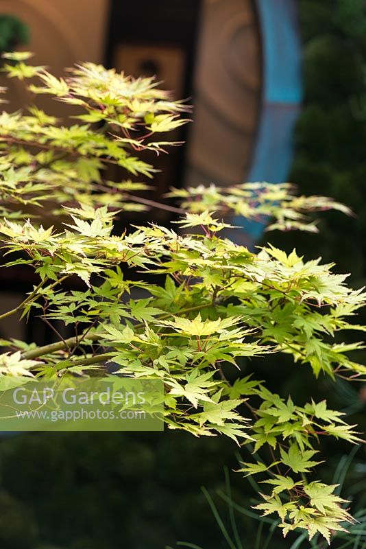 Edo no Niwa - Edo Garden. Acer palmatum 'Little Princess'