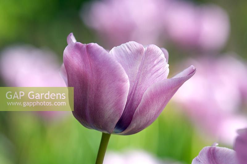 Tulipa 'Bleu Aimable'