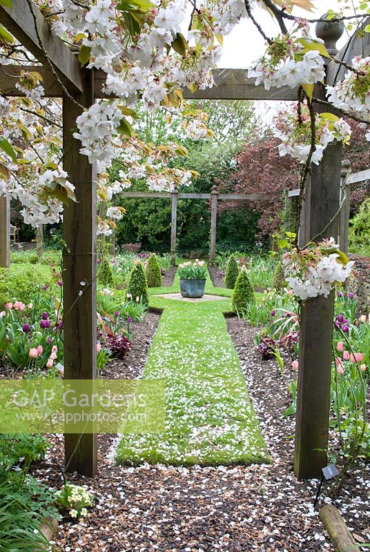 Prunus tree in blossom, overhanging a pergola with grass path, clipped Box and topiary