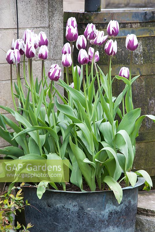Container with Tulipa 'Ren's Favourite' - Priory House, Wiltshire