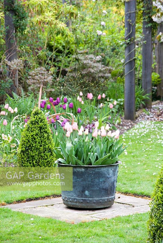 Container with Tulipa 'Apricot Beauty' - Priory House, Wiltshire