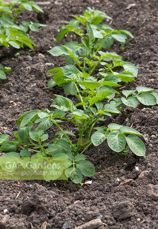 Growth development of Solanum tuberosum 'Bonnie'